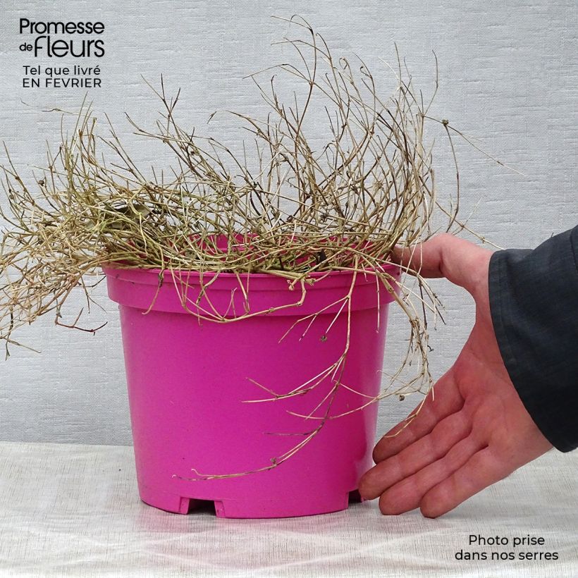 Exemplar von Delosperma Wheels of Wonder Hot Pink Topf mit 2L/3L wie im Winter geliefert