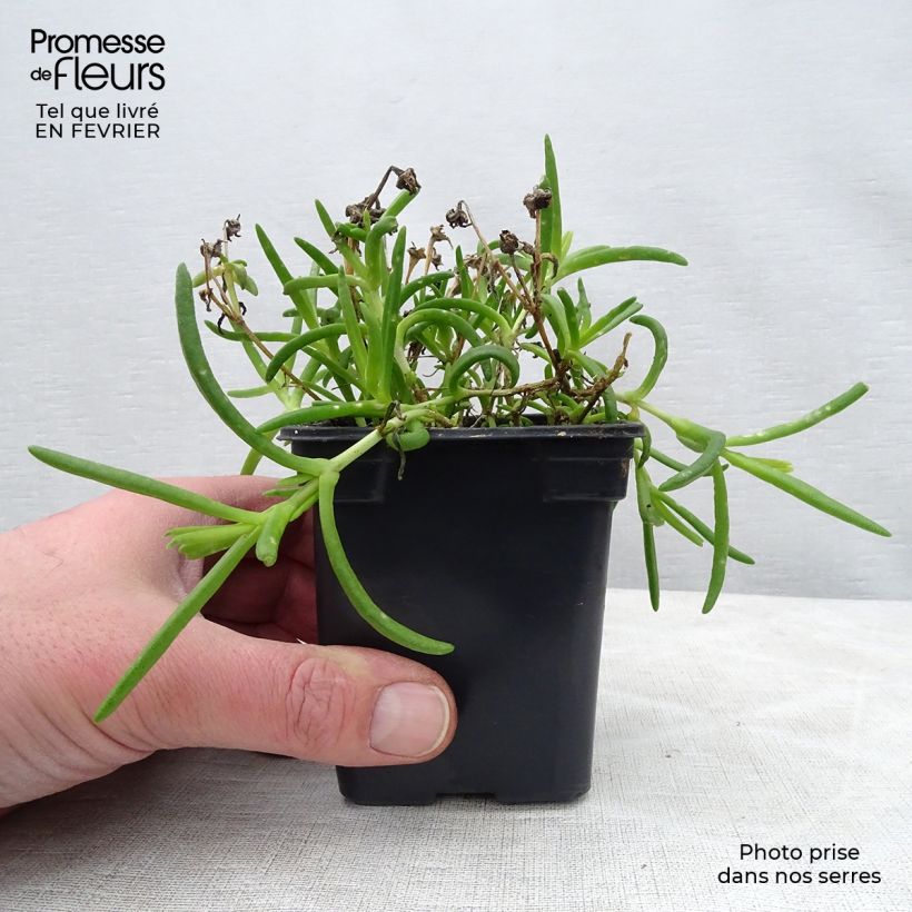 Exemplar von Delosperma Wheels of Wonder Hot Pink Kleine Töpfe von 7/8 cm wie im Winter geliefert