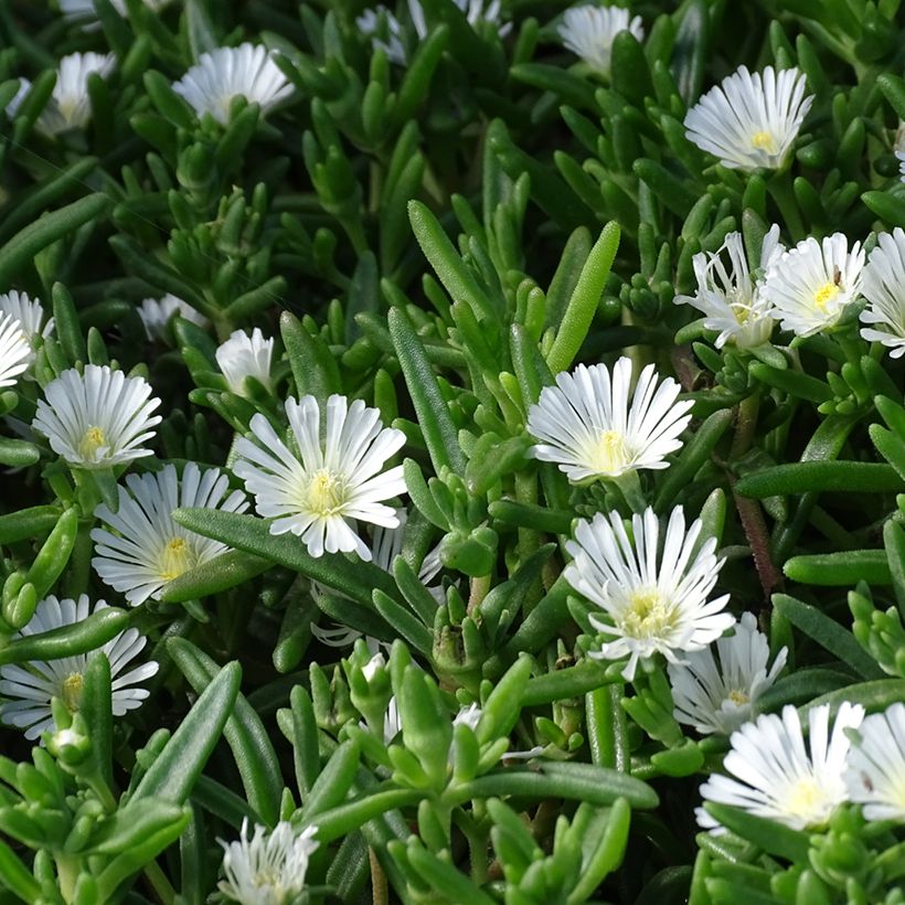 Delosperma Wheels of Wonder White (Laub)