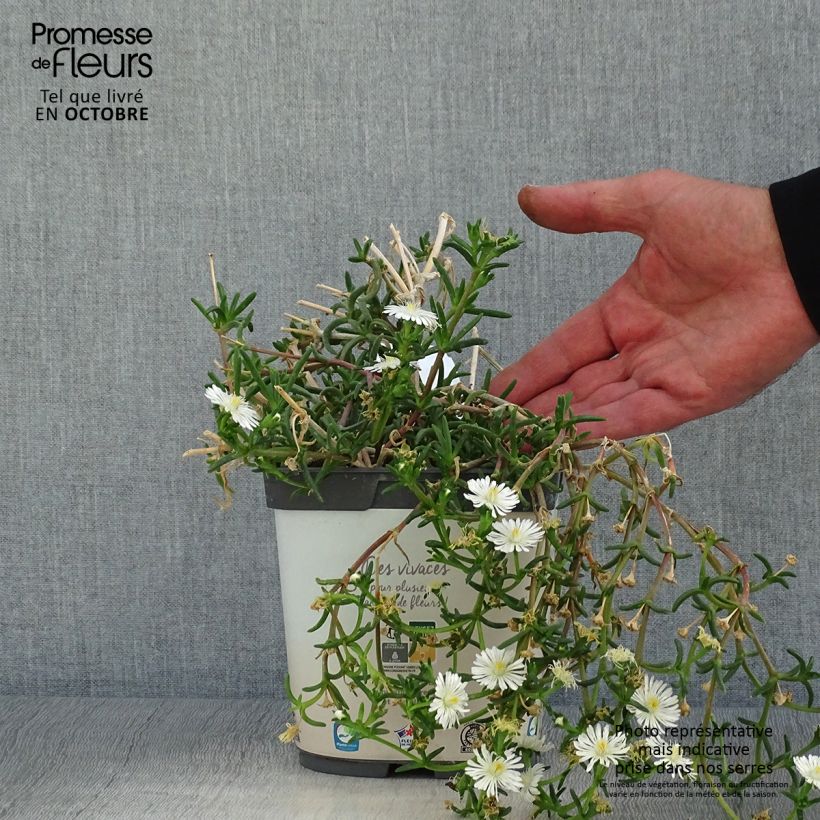 Exemplar von Delosperma Wheels of Wonder White Topf mit 2L/3L wie im Herbst geliefert