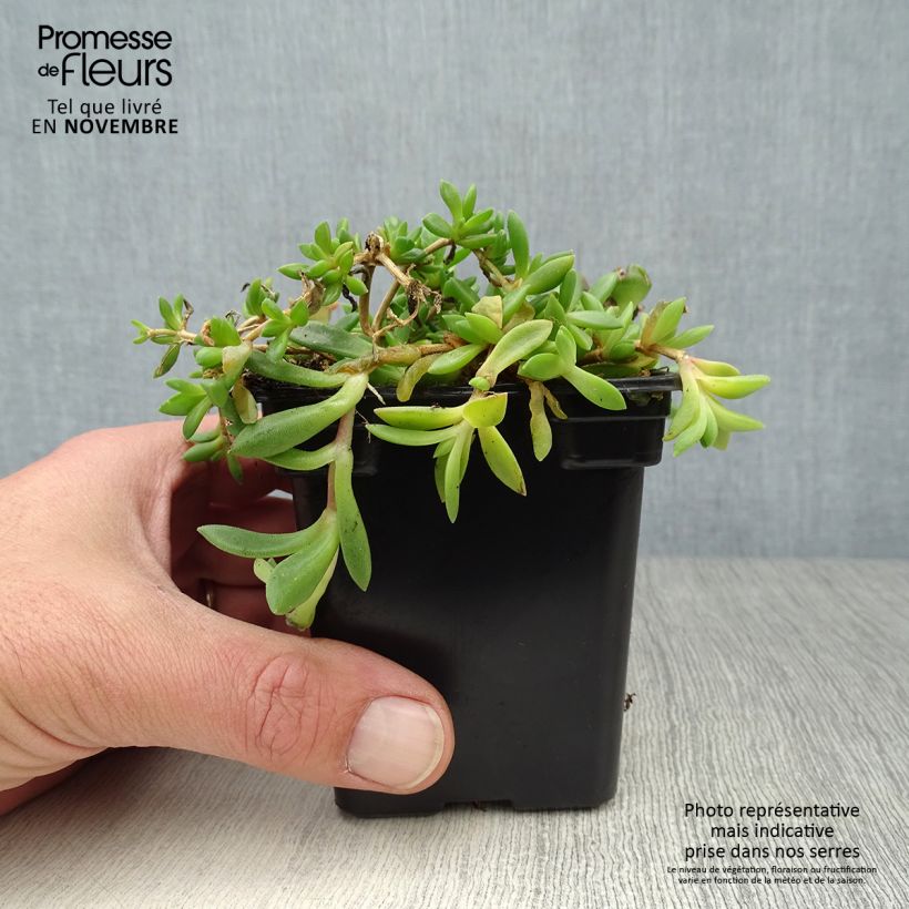 Exemplar von Delosperma cooperi Kleine Töpfe von 7/8 cm wie im Herbst geliefert