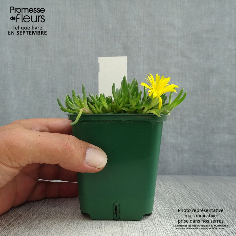 Exemplar von Delosperma deschampsii Kleine Töpfe von 8/9 cm wie im Herbst geliefert