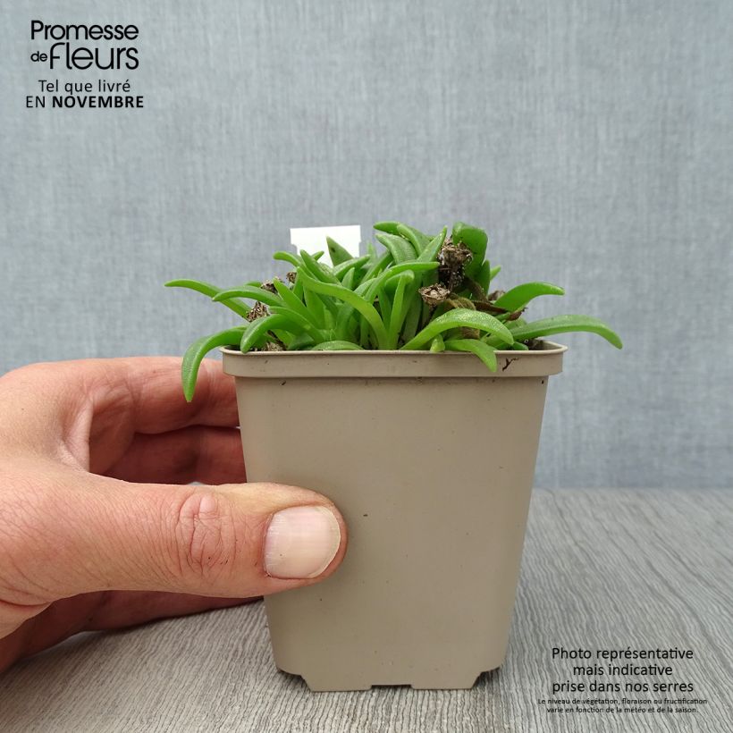Exemplar von Delosperma sutherlandii Kleine Töpfe von 8/9 cm wie im Herbst geliefert