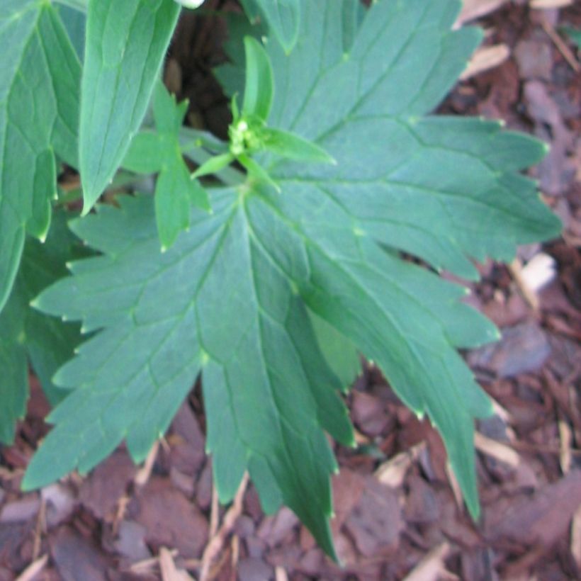 Pacific-Rittersporn Blue Triumphator - Delphinium (Laub)