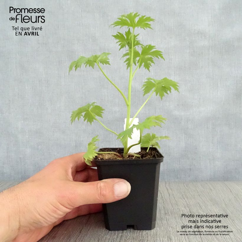 Exemplar von Pacific-Rittersporn Magic Fountain Dark Blue-Black Bee - Delphinium Kleine Töpfe von 8/9 cm wie im Frühjahr geliefert