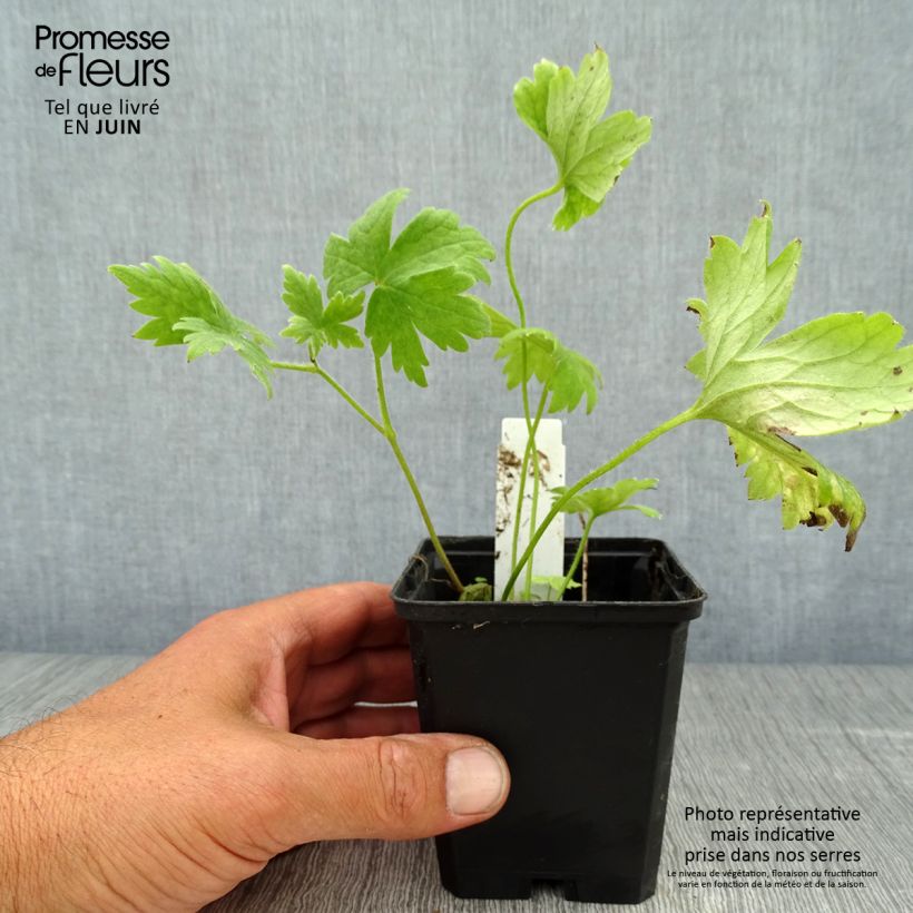 Exemplar von Pacific-Rittersporn Magic Fountain Dark Blue-White Be - Delphinium Kleine Töpfe von 8/9 cm wie im Sommer geliefert