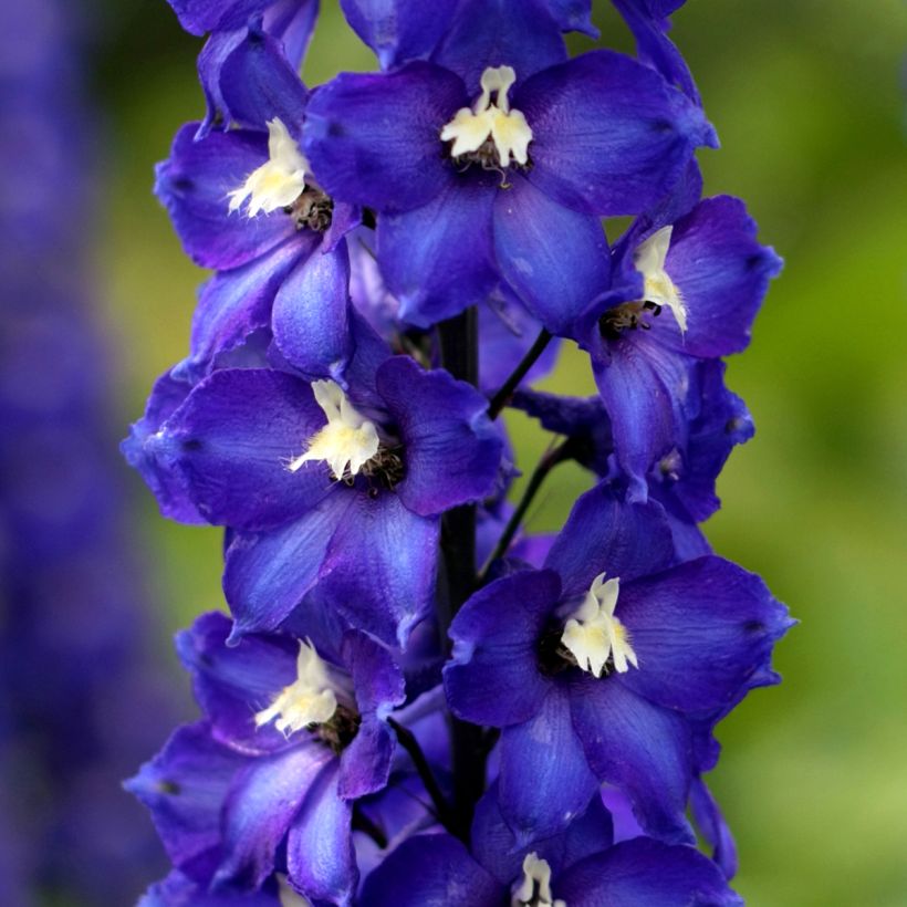 Pacific-Rittersporn Magic Fountain Dark Blue-White Be - Delphinium (Blüte)