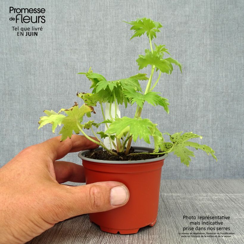 Exemplar von Pacific-Rittersporn Deep Rose-White Bee - Delphinium Kleine Töpfe von 8/9 cm wie im Sommer geliefert