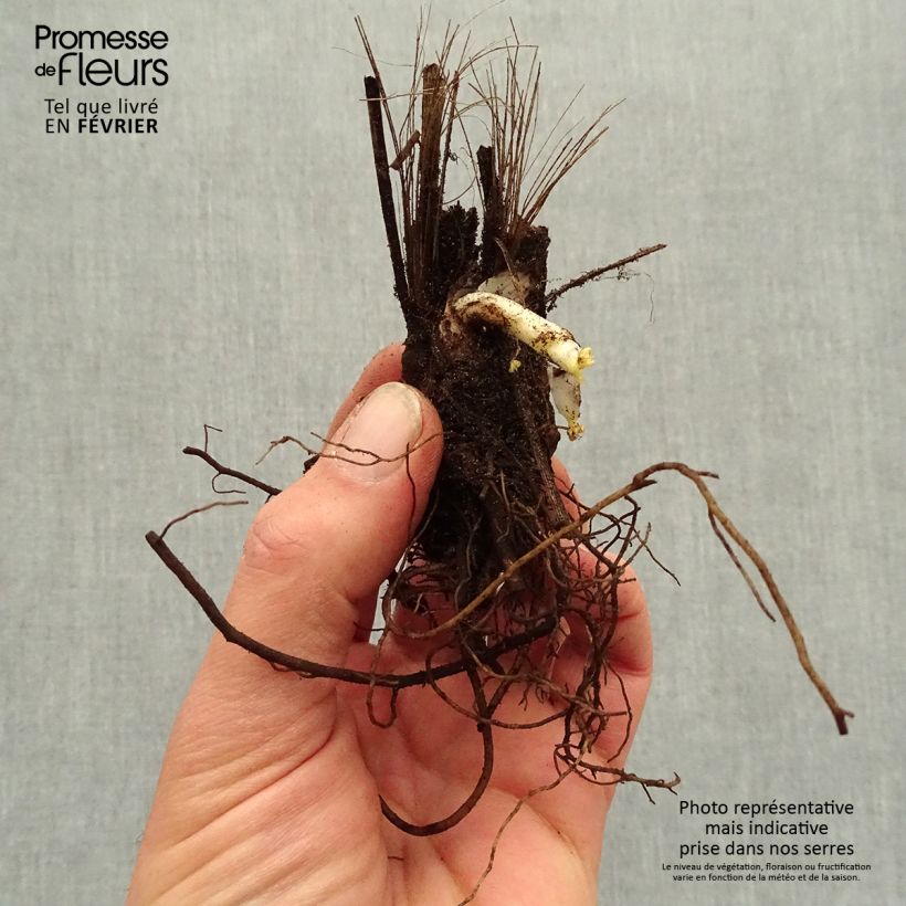 Exemplar von Hoher Rittersporn Highlander Bolero - Delphinium Wurzelnackt wie im Winter geliefert