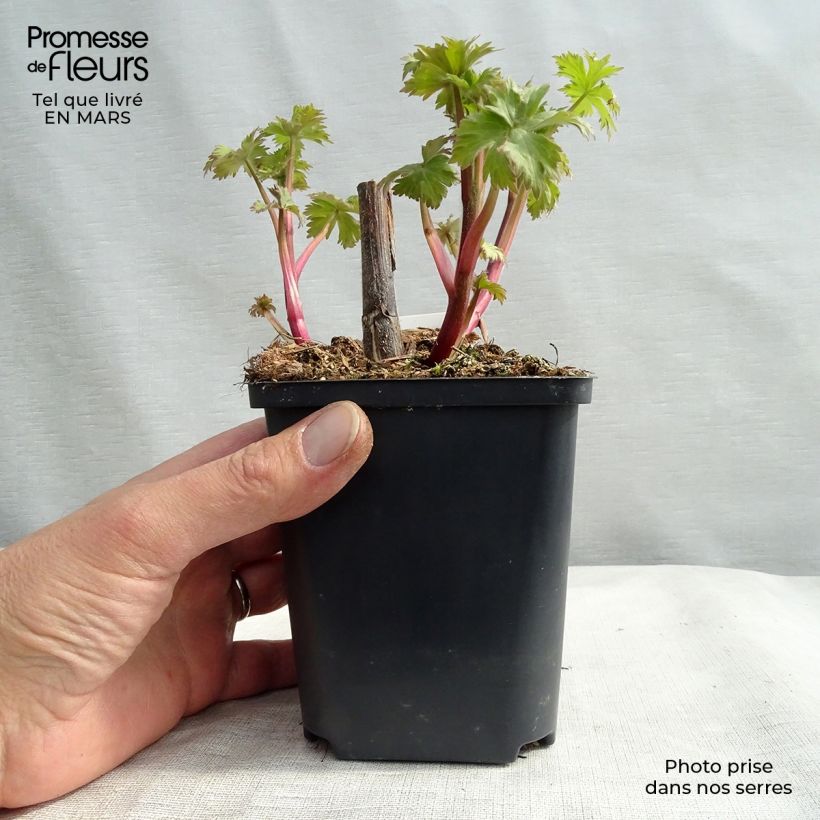 Exemplar von Hoher Rittersporn Highlander Cha Cha - Delphinium Kleine Töpfe von 8/9 cm wie im Winter geliefert