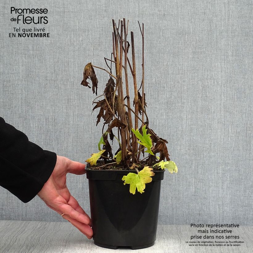 Exemplar von Hoher Rittersporn Highlander Flamenco - Delphinium Topf mit 2L/3L wie im Herbst geliefert