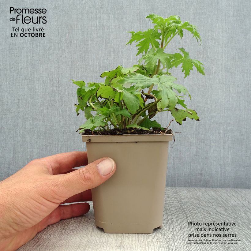 Exemplar von Hoher Rittersporn Highlander Samba - Delphinium Kleine Töpfe von 8/9 cm wie im Herbst geliefert