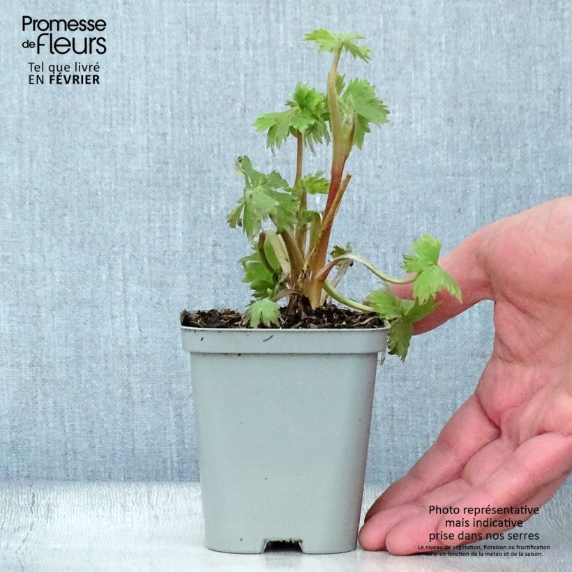 Exemplar von Pacific-Rittersporn Astolat - Delphinium Kleine Töpfe von 8/9 cm wie im Winter geliefert