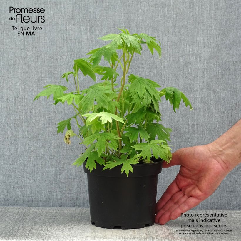 Exemplar von Pacific-Rittersporn Astolat - Delphinium Topf mit 2L/3L wie im Frühjahr geliefert