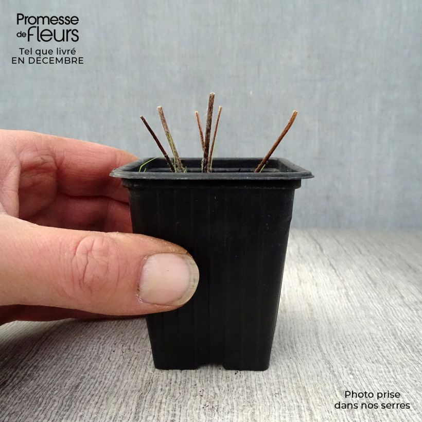 Exemplar von Pacific-Rittersporn Black Knight - Delphinium Kleine Töpfe von 7/8 cm wie im Winter geliefert