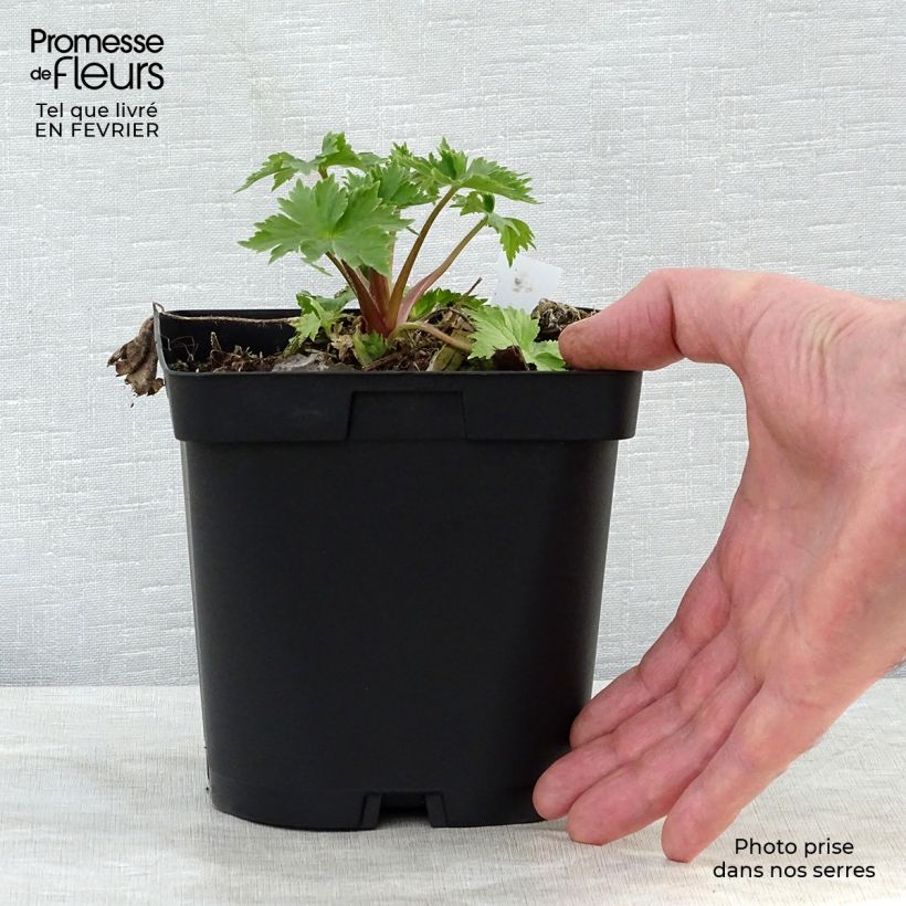 Exemplar von Pacific-Rittersporn Black Knight - Delphinium Topf mit 2L/3L wie im Winter geliefert