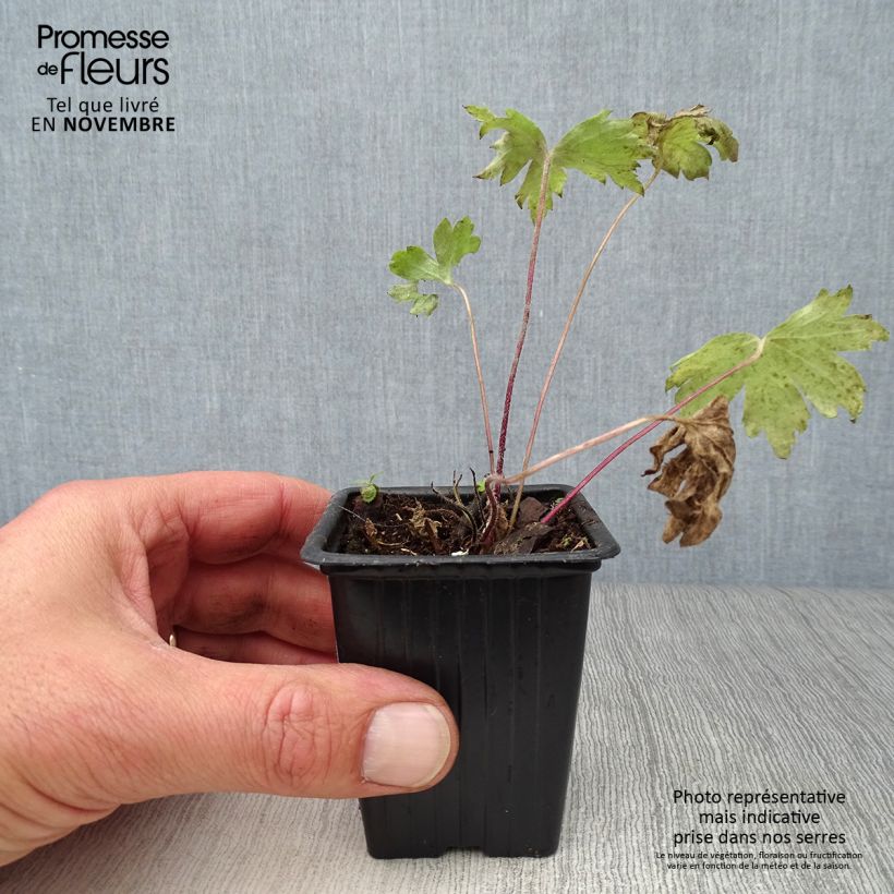 Exemplar von Pacific-Rittersporn Black Knight - Delphinium Kleine Töpfe von 7/8 cm wie im Herbst geliefert