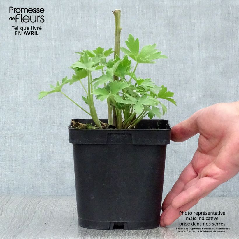 Exemplar von Pacific-Rittersporn Black Knight - Delphinium Topf mit 2L/3L wie im Frühjahr geliefert