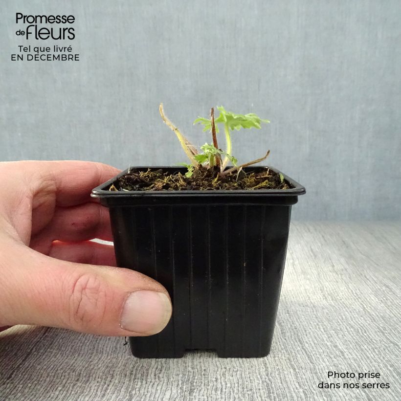 Exemplar von Pacific-Rittersporn Blue Biird - Delphinium Kleine Töpfe von 7/8 cm wie im Winter geliefert