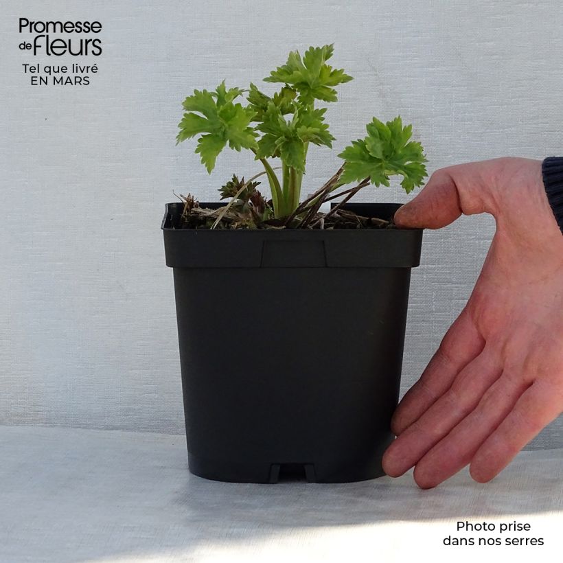 Exemplar von Pacific-Rittersporn Blue Biird - Delphinium Topf mit 2L/3L wie im Frühjahr geliefert