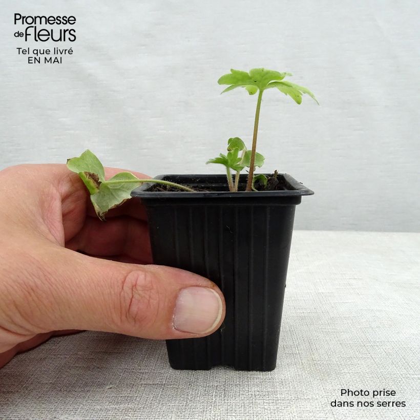 Exemplar von Pacific-Rittersporn Blue Biird - Delphinium Kleine Töpfe von 7/8 cm wie im Frühjahr geliefert