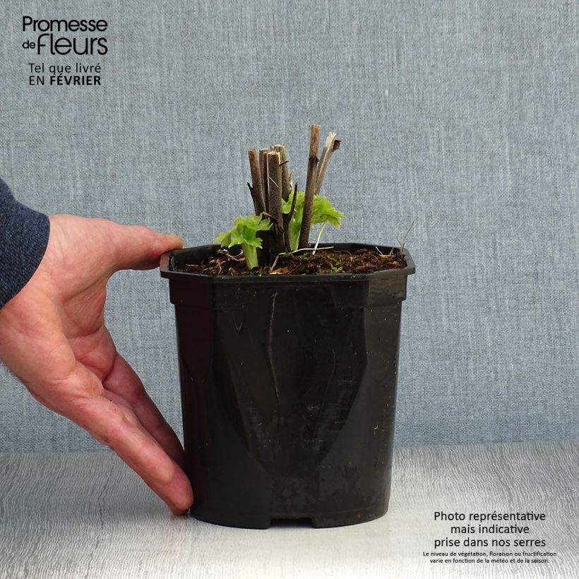 Exemplar von Pacific-Rittersporn Blue Biird - Delphinium Topf mit 2L/3L wie im Winter geliefert