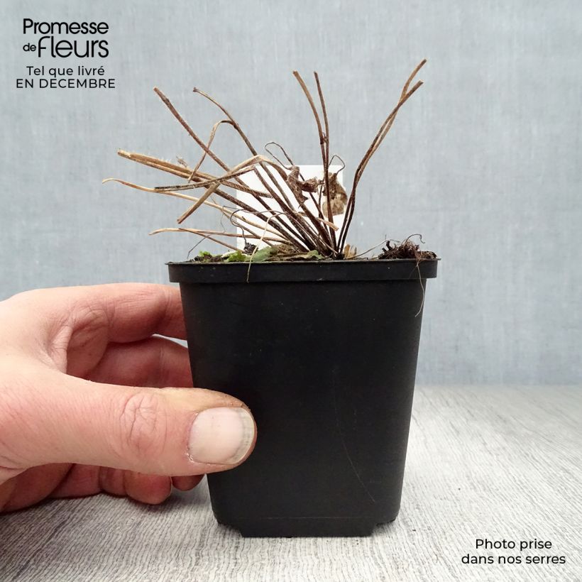 Exemplar von Pacific-Rittersporn Blue Jay - Delphinium Kleine Töpfe von 7/8 cm wie im Winter geliefert