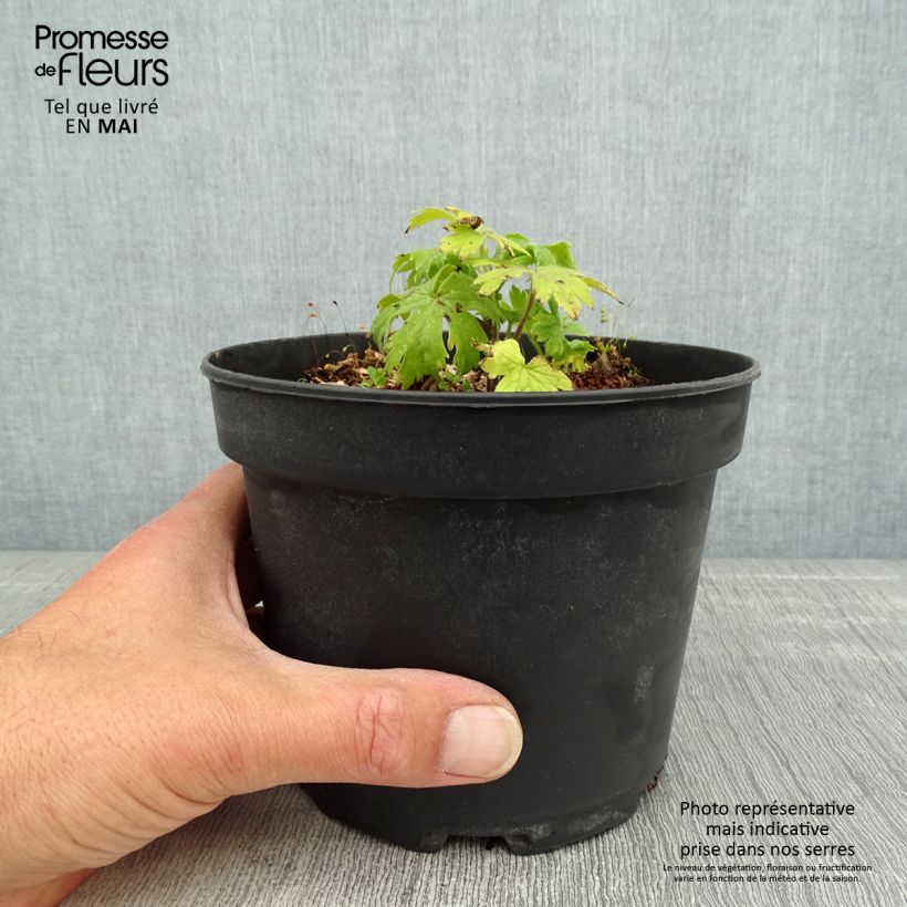 Exemplar von Pacific-Rittersporn Blue Jay - Delphinium Topf mit 2L/3L wie im Frühjahr geliefert