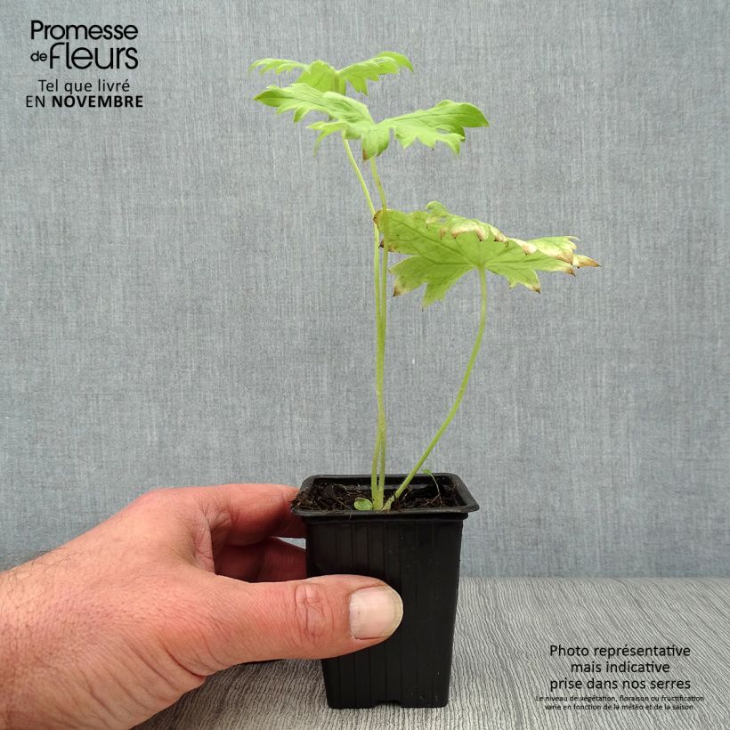 Exemplar von Pacific-Rittersporn Galahad - Delphinium Kleine Töpfe von 7/8 cm wie im Herbst geliefert