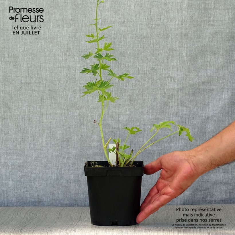 Exemplar von Pacific-Rittersporn Galahad - Delphinium Topf mit 2L/3L wie im Sommer geliefert