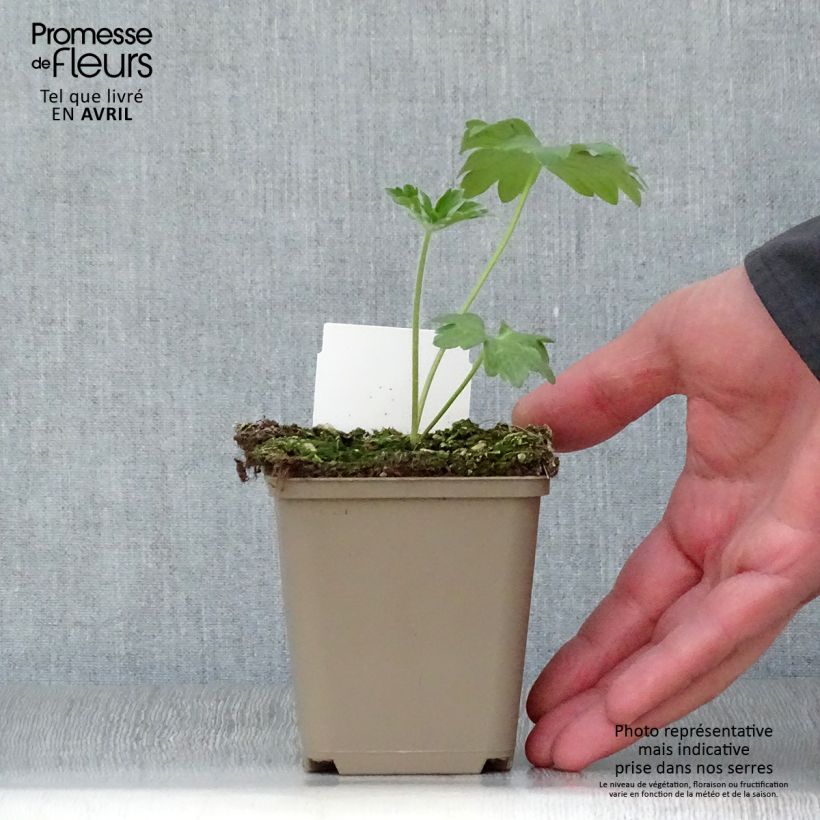 Exemplar von Pacific-Rittersporn Guinevere - Delphinium Kleine Töpfe von 7/8 cm wie im Frühjahr geliefert