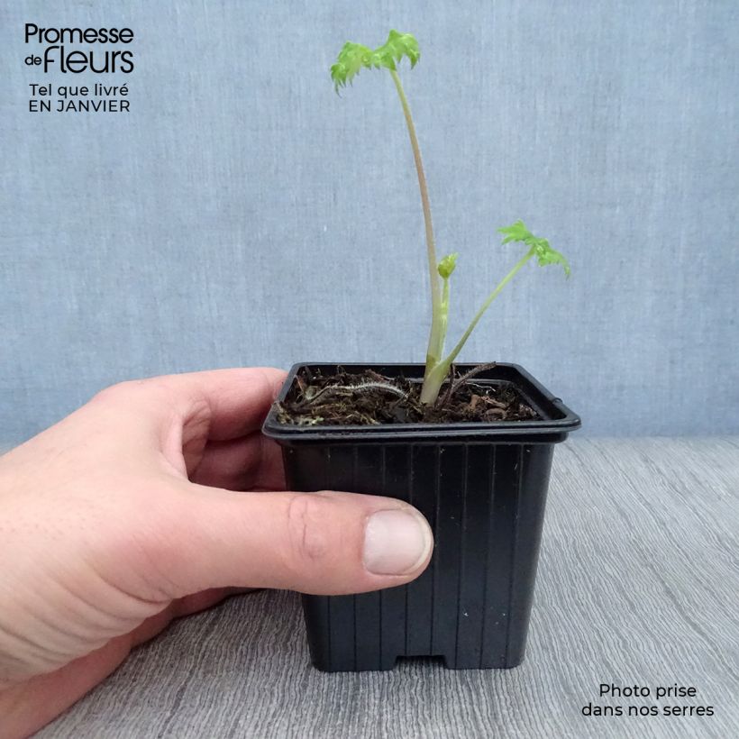 Exemplar von Pacific-Rittersporn King Arthur - Delphinium Kleine Töpfe von 7/8 cm wie im Winter geliefert