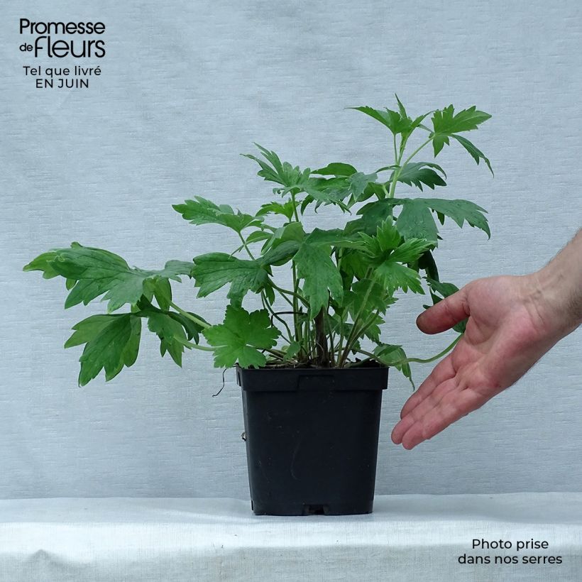 Exemplar von Pacific-Rittersporn King Arthur - Delphinium Topf mit 2L/3L wie im Sommer geliefert
