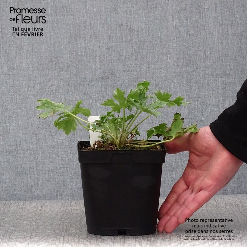 Exemplar von Pacific-Rittersporn King Arthur - Delphinium Topf mit 2L/3L wie im Winter geliefert