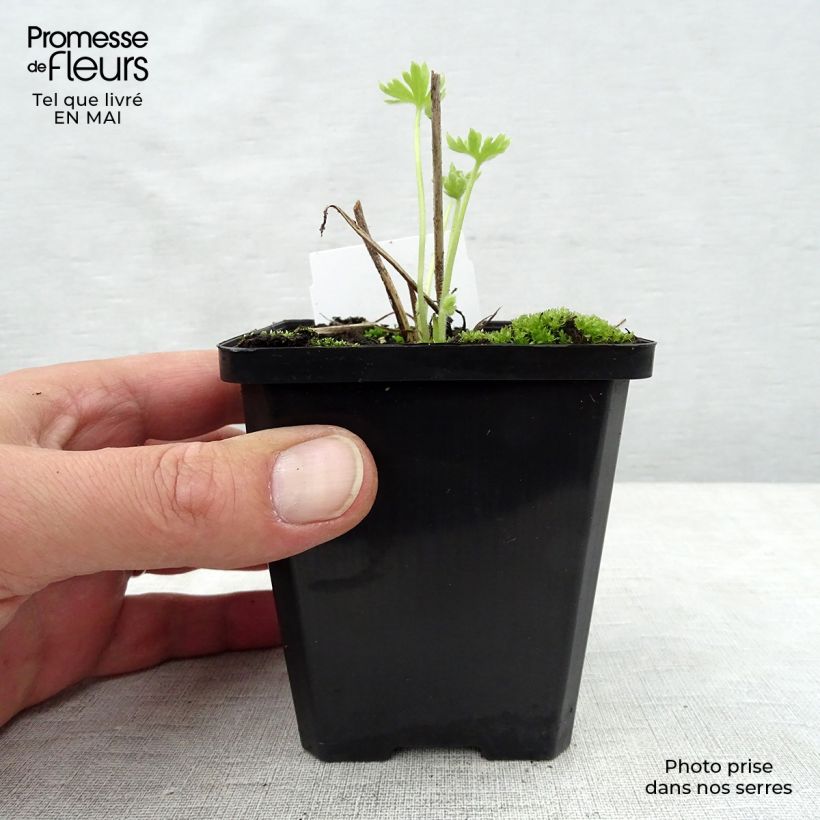 Exemplar von Pacific-Rittersporn Summer Skies - Delphinium Kleine Töpfe von 7/8 cm wie im Frühjahr geliefert