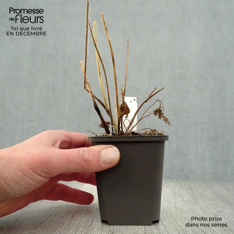 Exemplar von Pacific-Rittersporn Summer Skies - Delphinium Kleine Töpfe von 7/8 cm wie im Winter geliefert