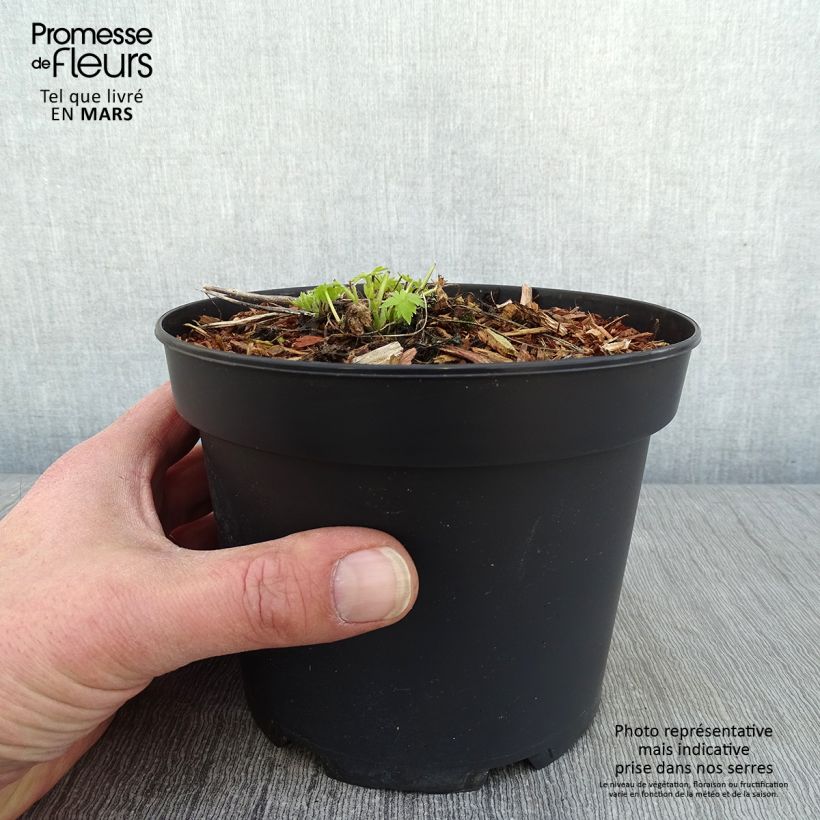 Exemplar von Delphinium ruysii Pink Sensation - Garten-Rittersporn Topf mit 2L/3L wie im Winter geliefert