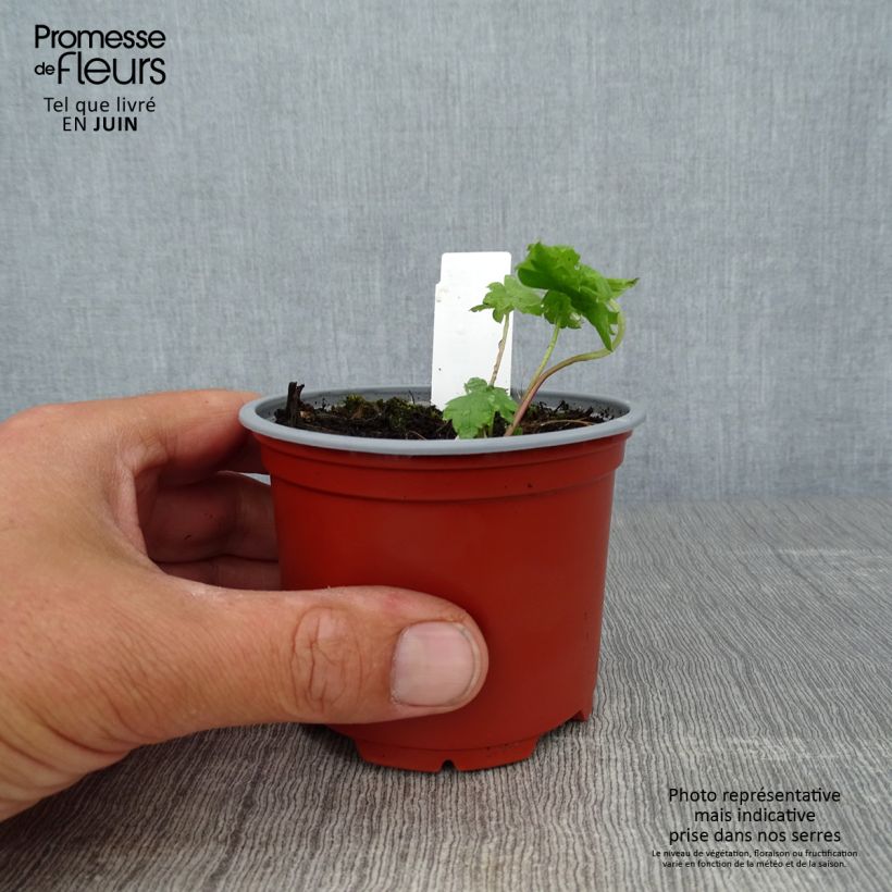 Exemplar von Pacific-Rittersporn Magic Fountain Sky Blue-White Bee - Delphinium Kleine Töpfe von 8/9 cm wie im Sommer geliefert