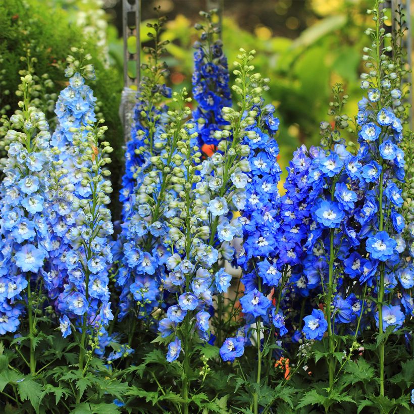 Pacific-Rittersporn Magic Fountain Sky Blue-White Bee - Delphinium (Hafen)