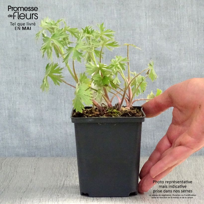 Exemplar von Garten-Rittersporn Strawberry Fair - Delphinium Kleine Töpfe von 8/9 cm wie im Frühjahr geliefert