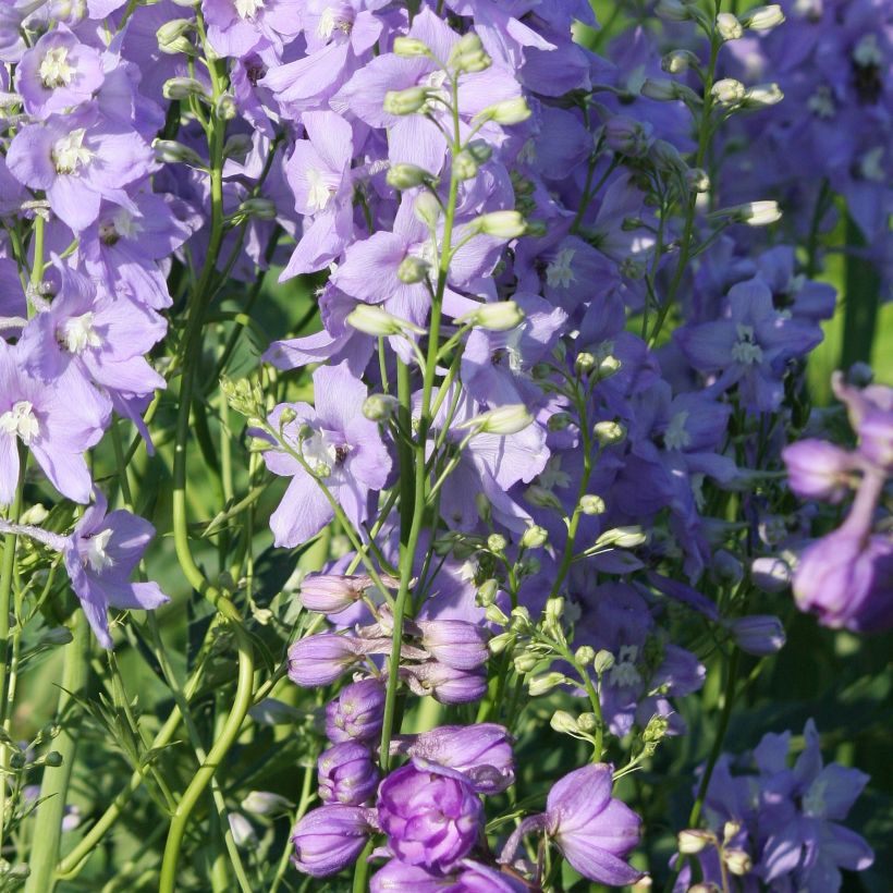 Delphinium belladona Delphinium belladonna Capri - Garten-Rittersporn (Hafen)