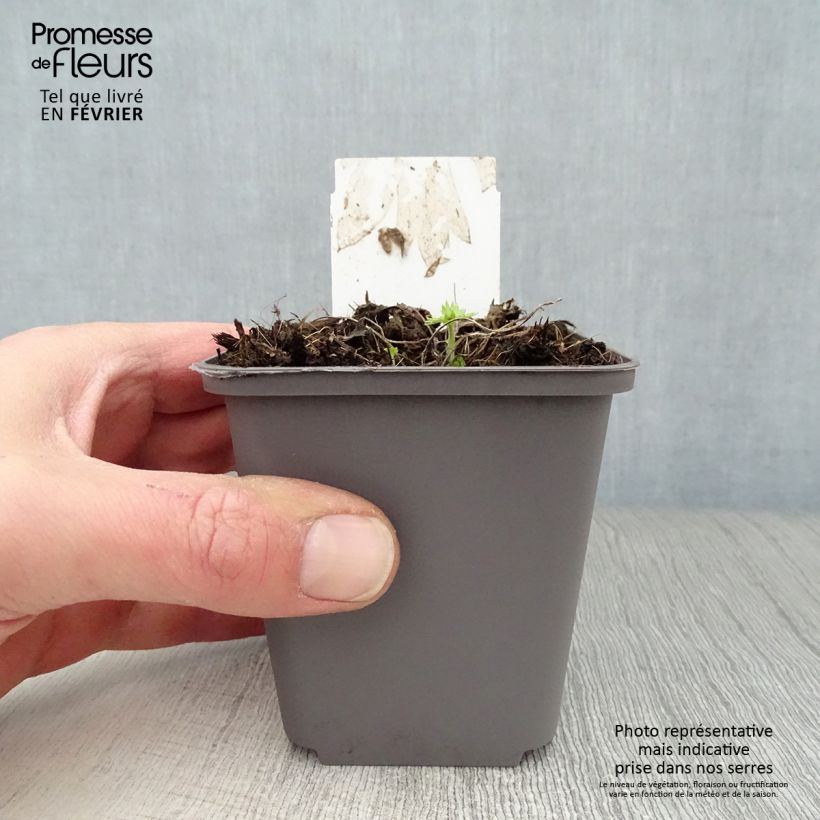 Exemplar von Delphinium belladona Cliveden Beauty - Garten-Rittersporn Kleine Töpfe von 7/8 cm wie im Winter geliefert