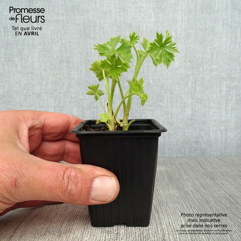 Exemplar von Delphinium belladona Cliveden Beauty - Garten-Rittersporn Kleine Töpfe von 7/8 cm wie im Frühjahr geliefert