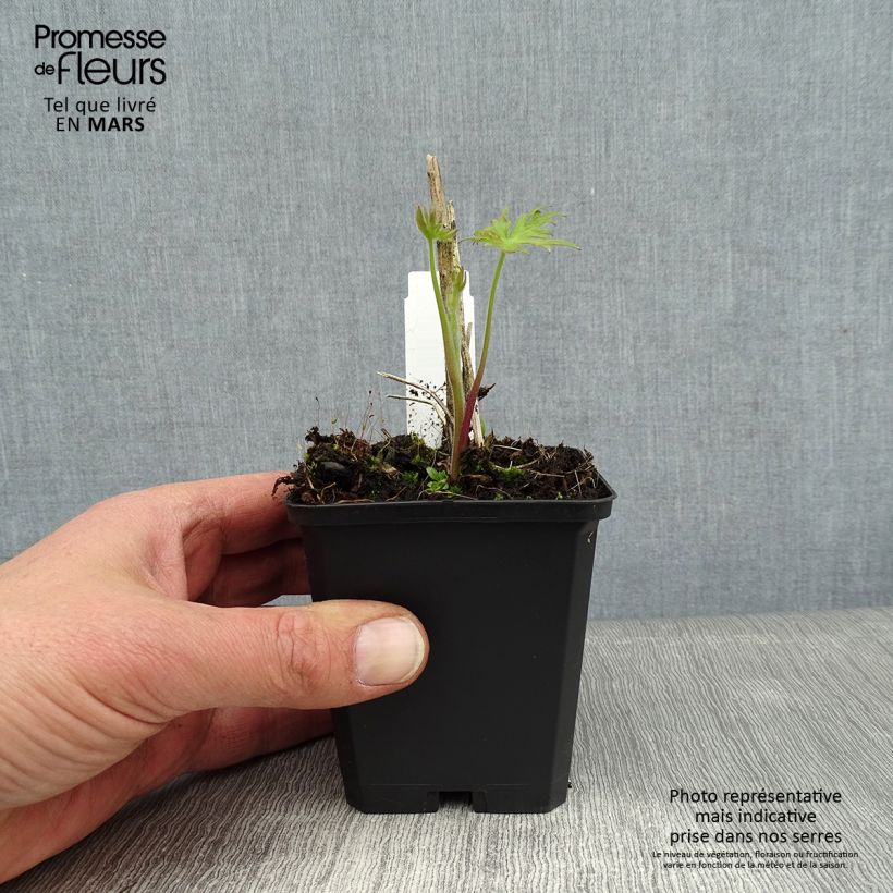 Exemplar von Delphinium belladona Delphinium belladonna Kleine Nachtmusik - Garten-Rittersporn Kleine Töpfe von 8/9 cm wie im Winter geliefert