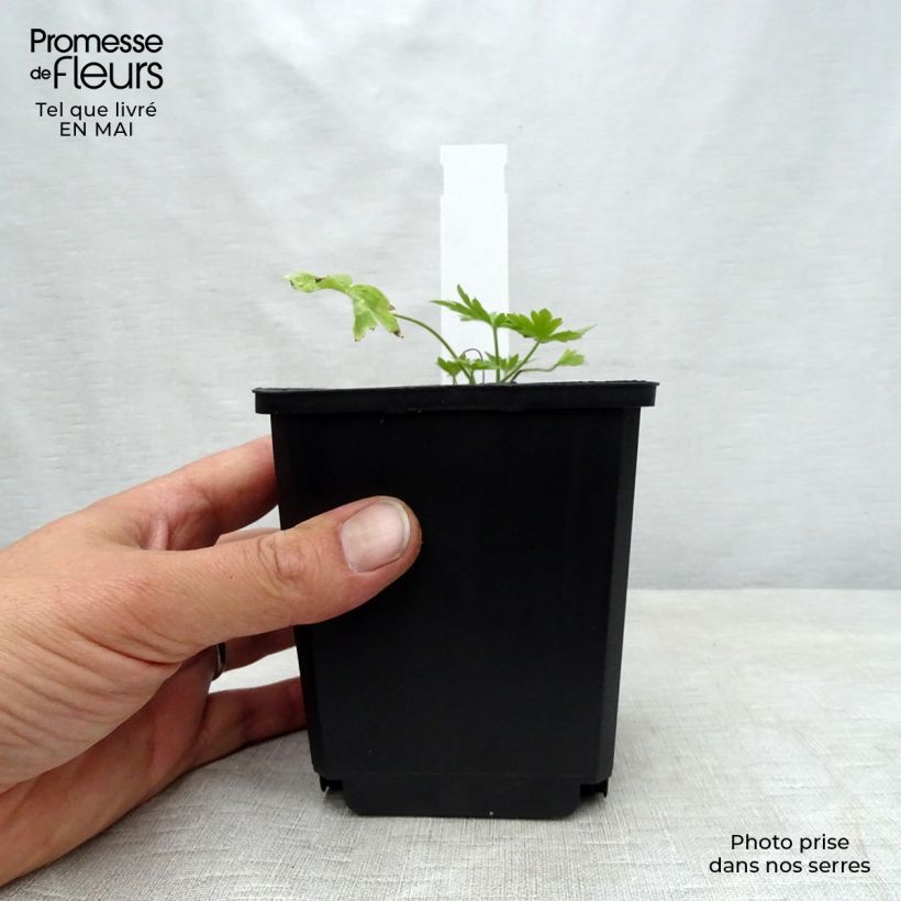 Exemplar von Delphinium belladona Moerheimii - Garten-Rittersporn Kleine Töpfe von 8/9 cm wie im Frühjahr geliefert