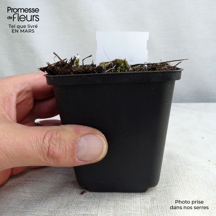 Exemplar von Delphinium belladona Piccolo - Garten-Rittersporn Kleine Töpfe von 8/9 cm wie im Frühjahr geliefert