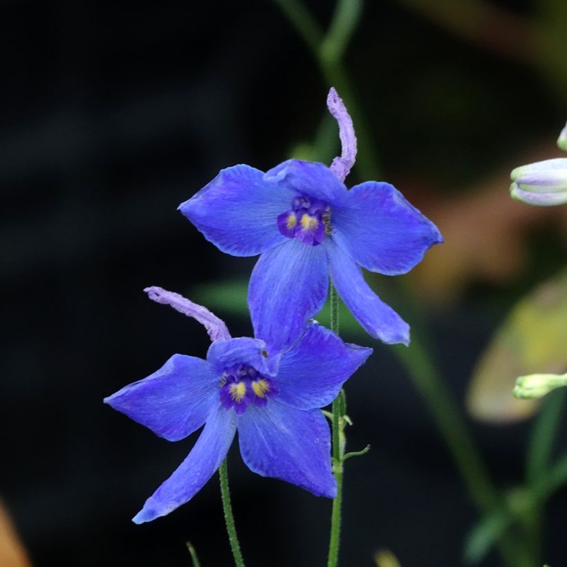 Delphinium belladonna Völkerfrieden - Garten-Rittersporn (Blüte)