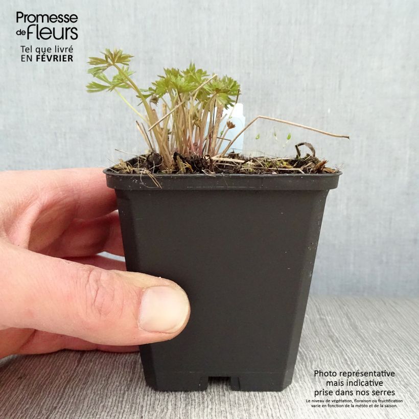 Exemplar von Garten-Rittersporn Blauer Zwerg - Delphinium grandiflorum Kleine Töpfe von 8/9 cm wie im Winter geliefert