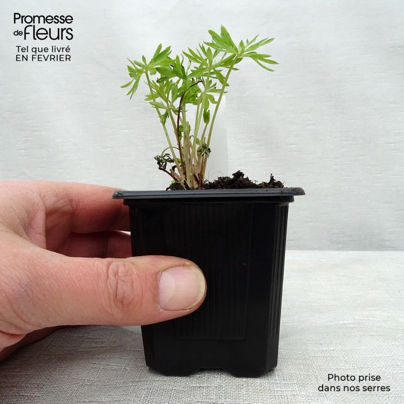 Exemplar von Garten-Rittersporn - Delphinium grandiflorum Kleine Töpfe von 7/8 cm wie im Winter geliefert