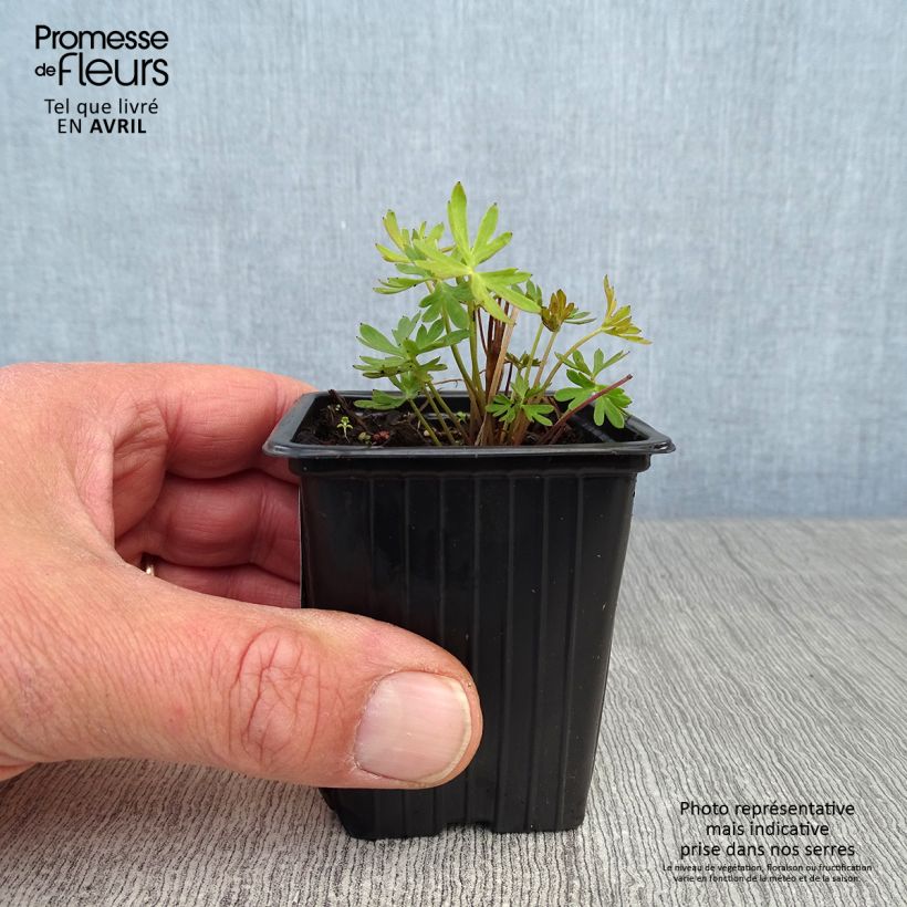 Exemplar von Garten-Rittersporn - Delphinium grandiflorum Kleine Töpfe von 7/8 cm wie im Frühjahr geliefert